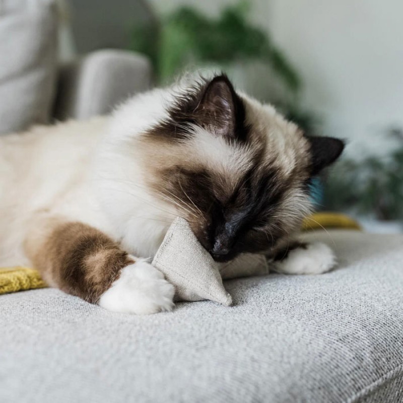 New Teeth Grinding Anti Bite Toy Pet Pillow Play Cat High Interactive Toy Catnip Toy 