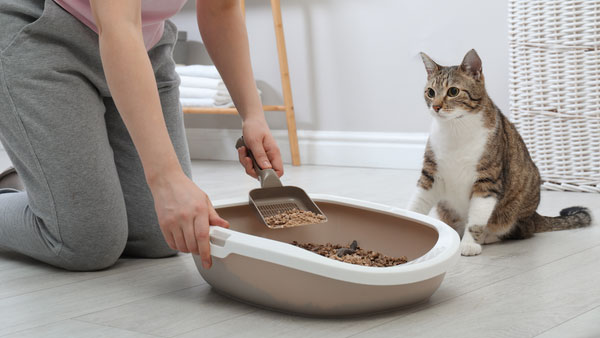 How to Choose The Best Sustainable Cat Litter: The Ultimate Guide