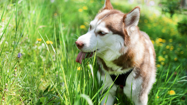 This is Why Your Dog Eats Grass